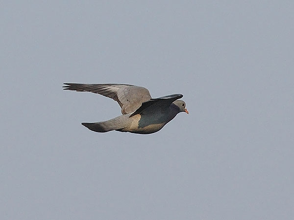 Uuttukyyhky, Stock Dove, Columba oenas